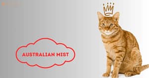 Australian Mist Cat