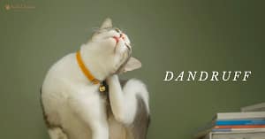 why does my cat have dandruff?