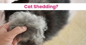Why is My Cat Shedding a Lot?