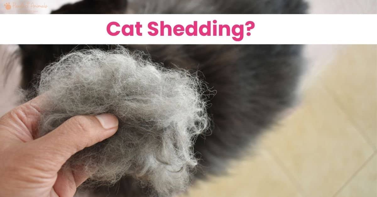 Why Is My Cat Shedding So Much? Expert Solutions Inside!